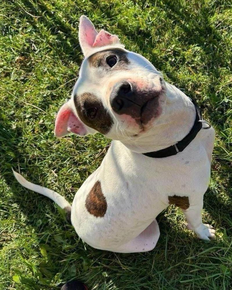 Enlarge Zues, a Adoptable mixed breed in Amherst, NY image 5/6