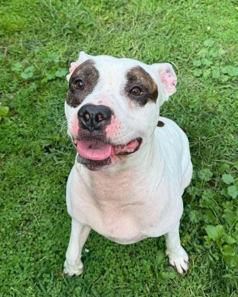 Enlarge Zues, a Adoptable mixed breed in Amherst, NY image 6/6