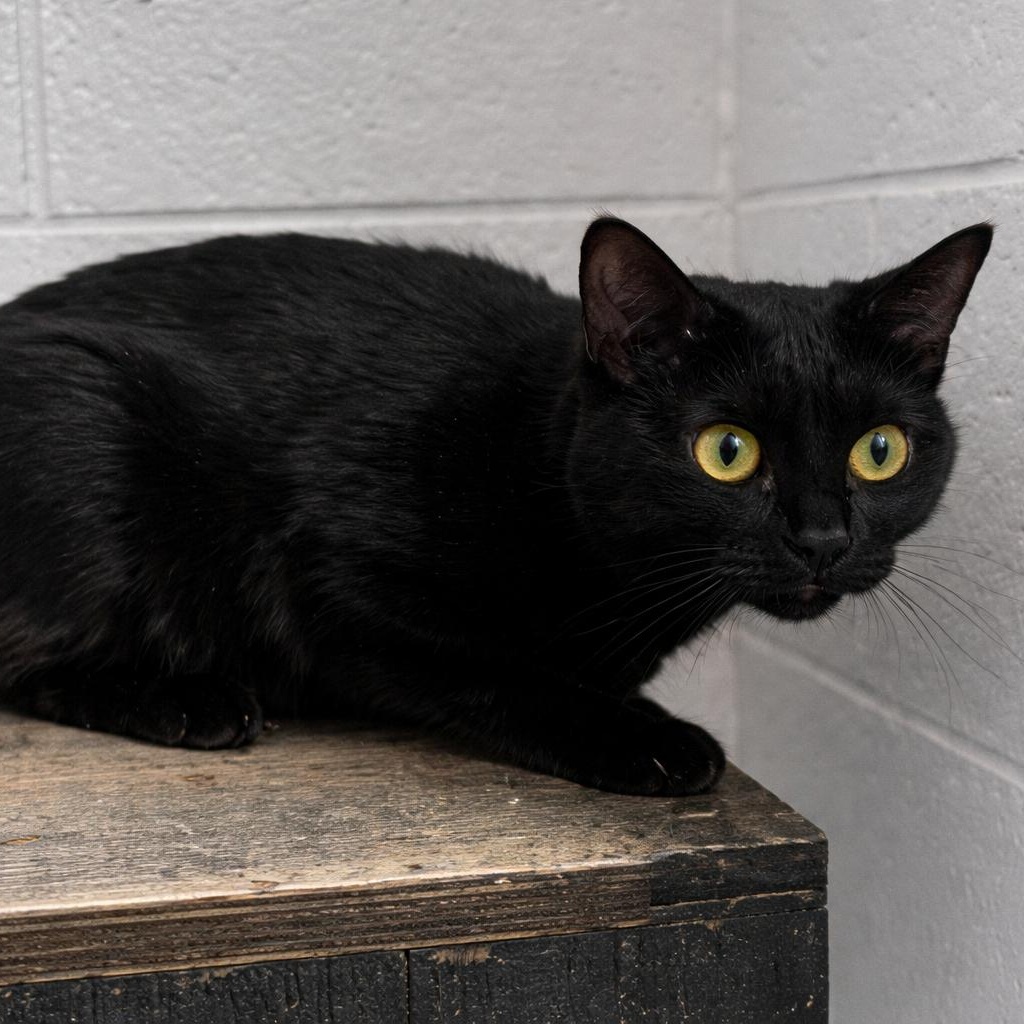 Alex, ADOPTABLE, Young Male Domestic Short Hair.