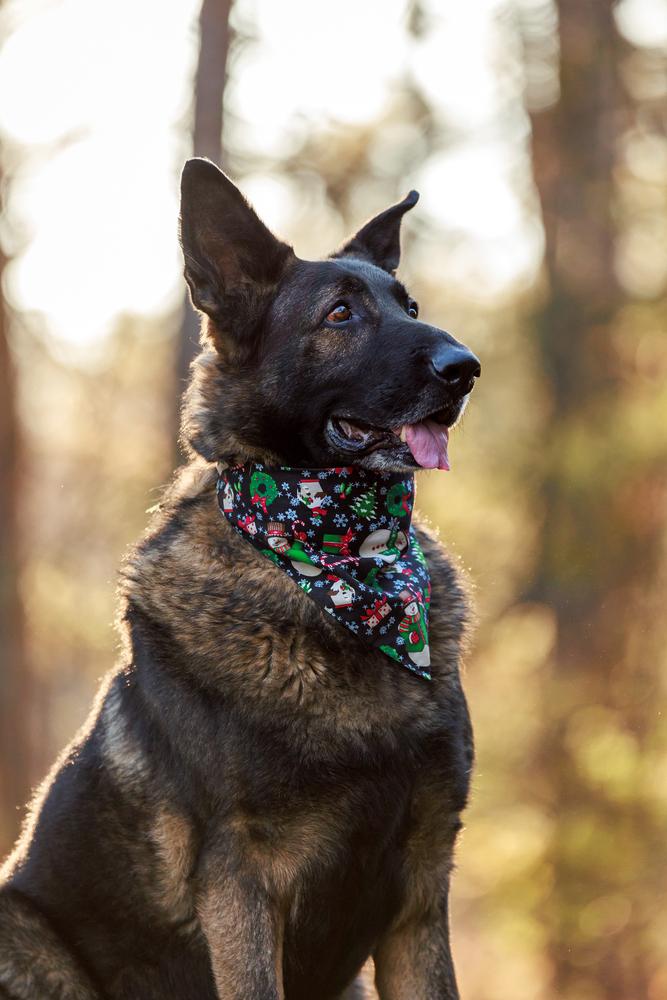 Enlarge Storm, a Adoptable German Shepherd Dog in Dacula, GA image 2/6