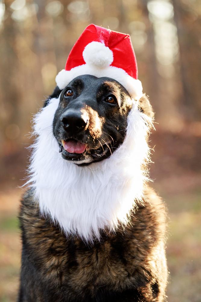 Enlarge Storm, a Adoptable German Shepherd Dog in Dacula, GA image 3/6