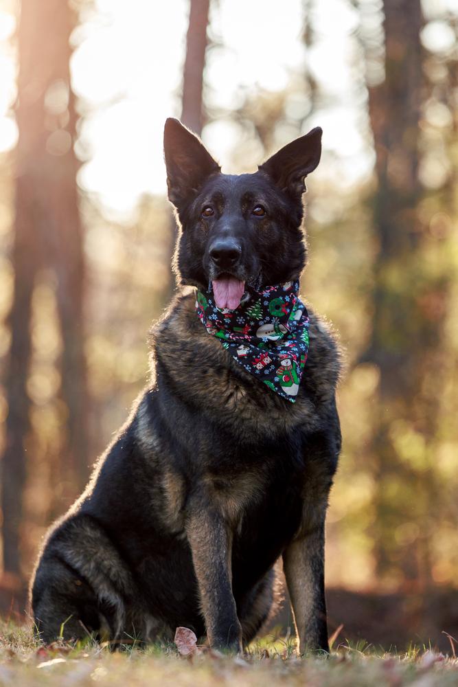 Enlarge Storm, a Adoptable German Shepherd Dog in Dacula, GA image 4/6