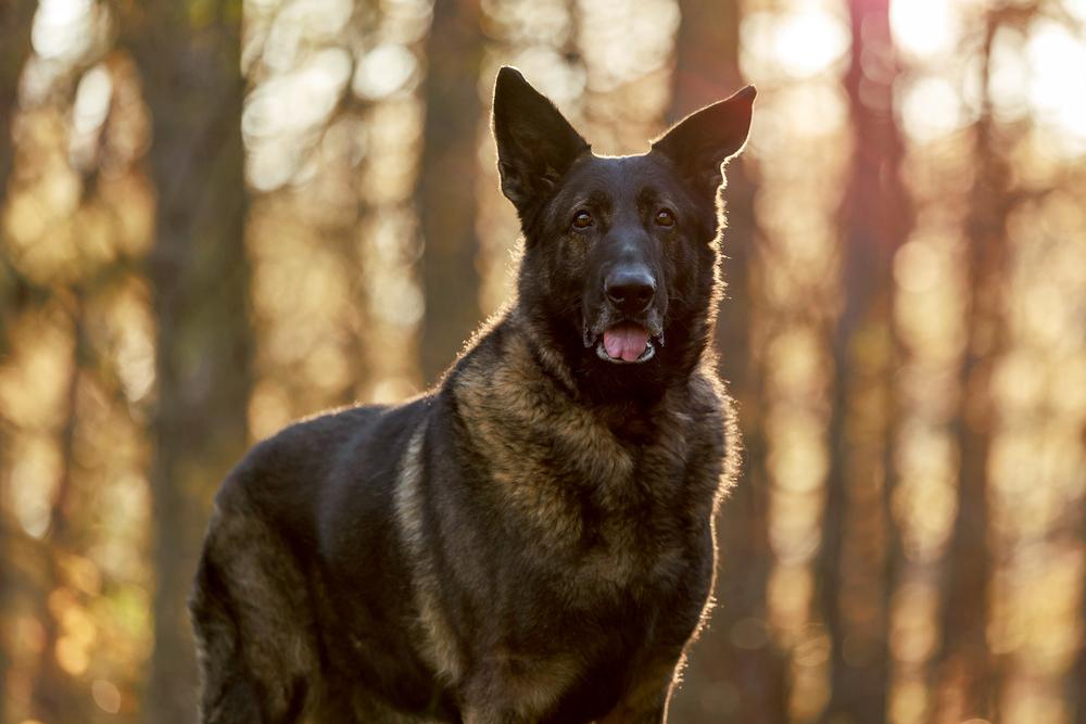 Enlarge Storm, a Adoptable German Shepherd Dog in Dacula, GA image 6/6
