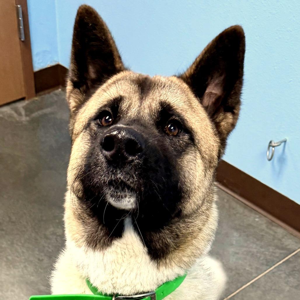 Misa, Adoptable, Young Female Akita.