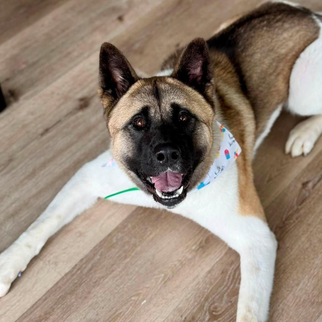 Misa, Adoptable, Adult Female Akita.