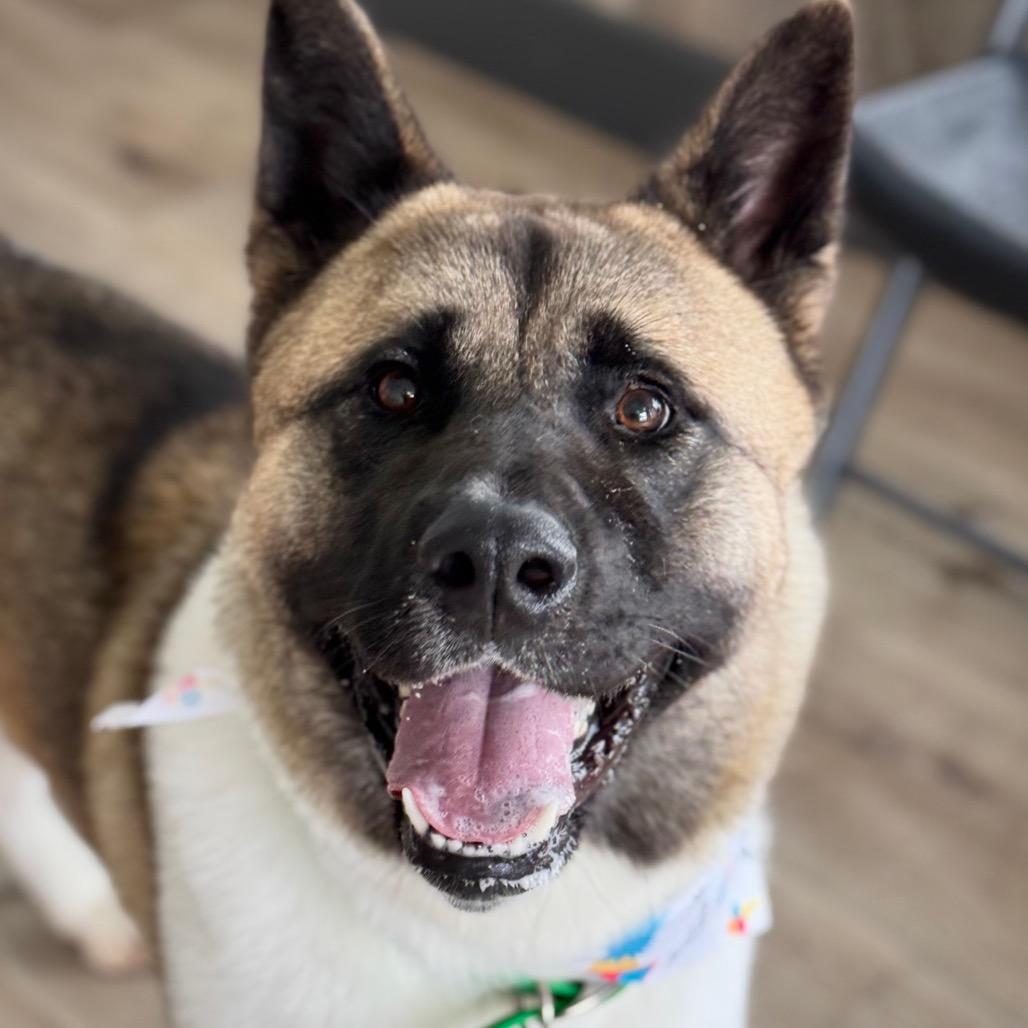 Enlarge Misa, a Adoptable Akita in Idaho Falls, ID image 2/6
