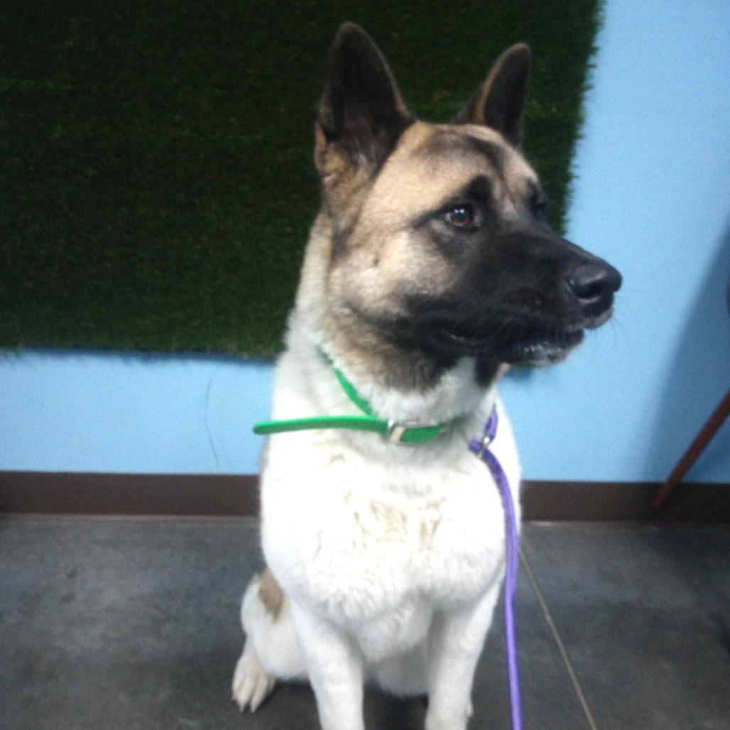 Enlarge Misa, a Adoptable Akita in Idaho Falls, ID image 2/6