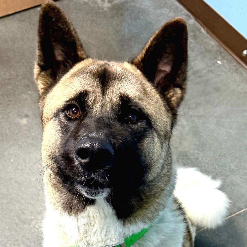 Enlarge Misa, a Adoptable Akita in Idaho Falls, ID image 3/6