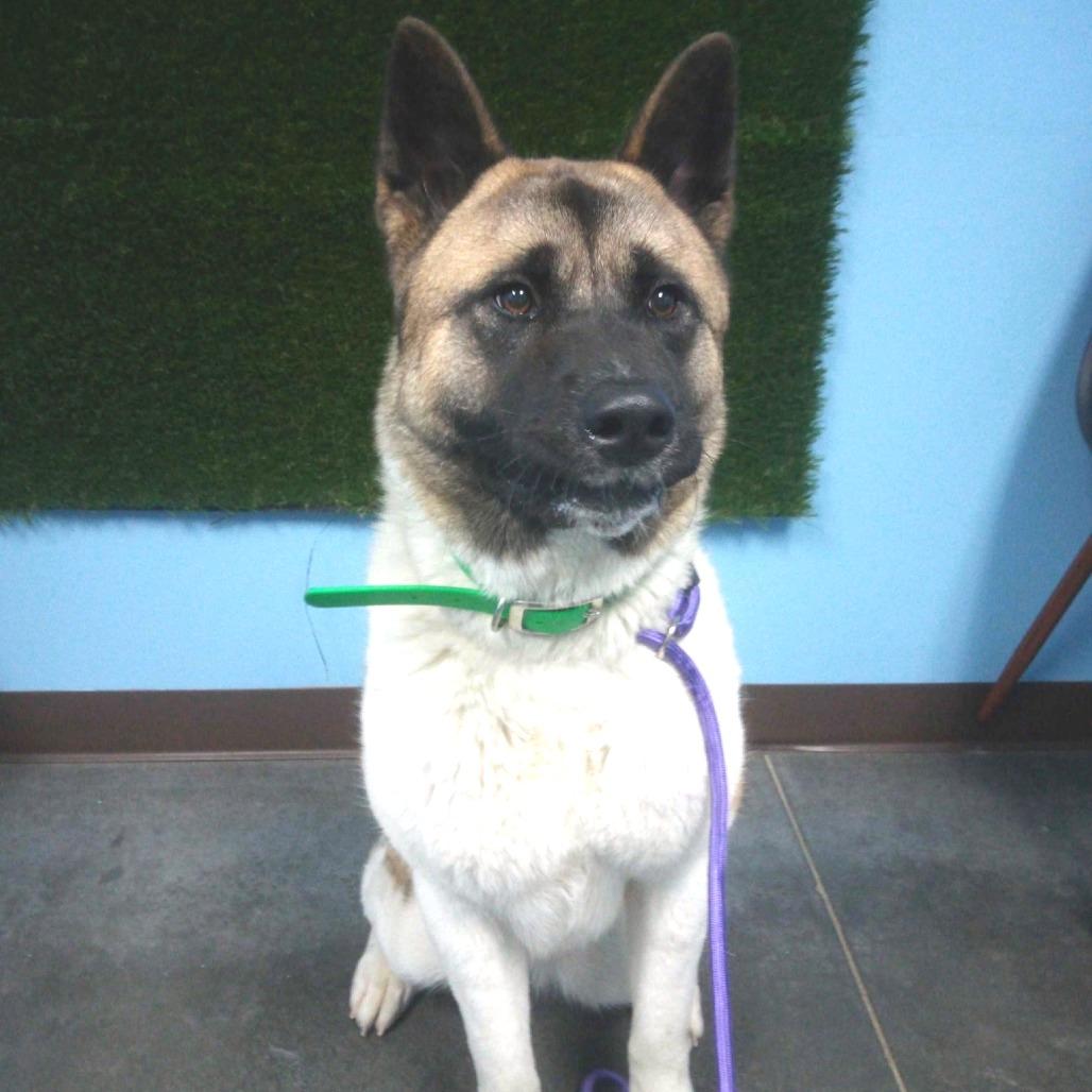 Enlarge Misa, a Adoptable Akita in Idaho Falls, ID image 4/6