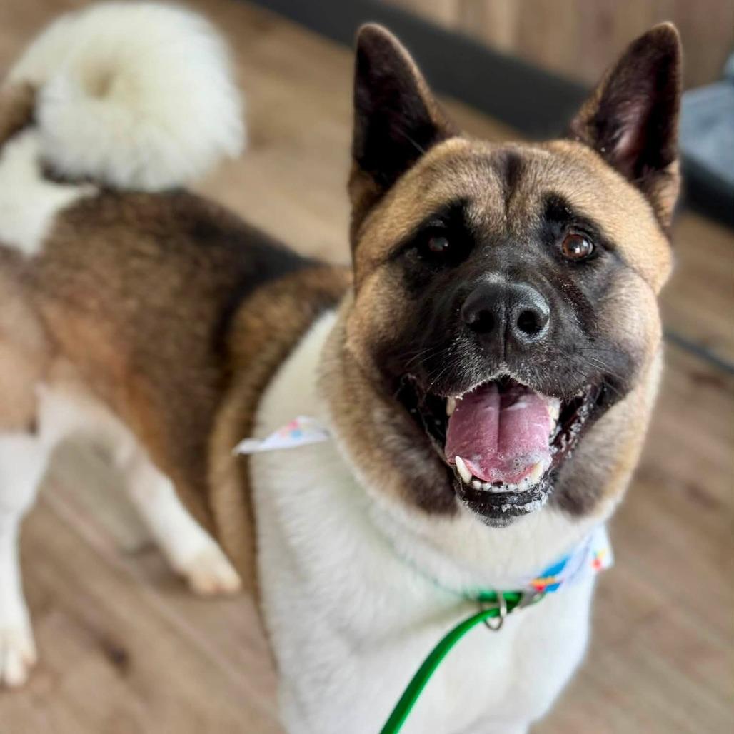 Enlarge Misa, a Adoptable Akita in Idaho Falls, ID image 6/6