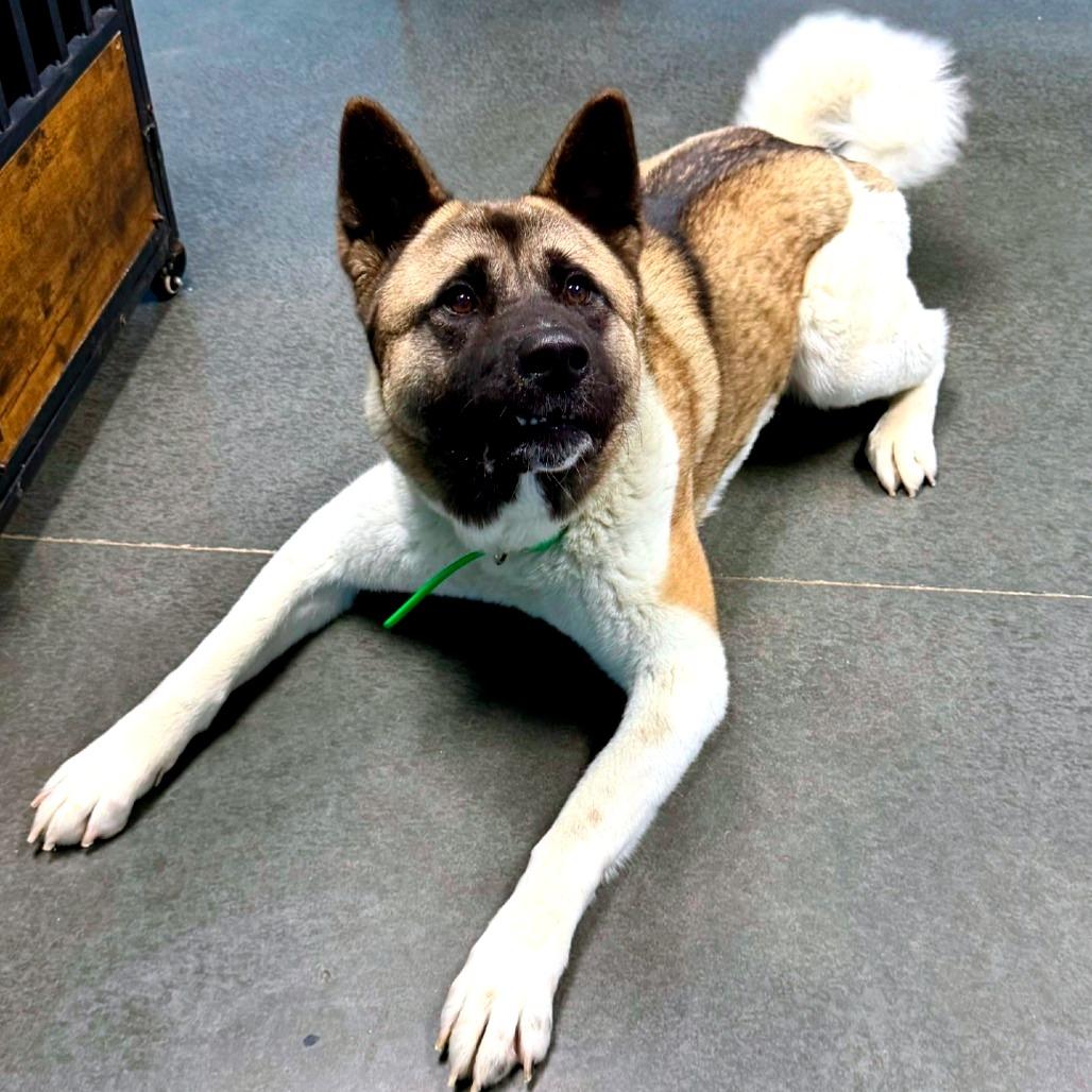 Enlarge Misa, a Adoptable Akita in Idaho Falls, ID image 5/6