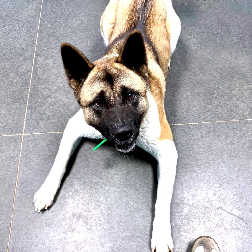 Enlarge Misa, a Adoptable Akita in Idaho Falls, ID image 6/6