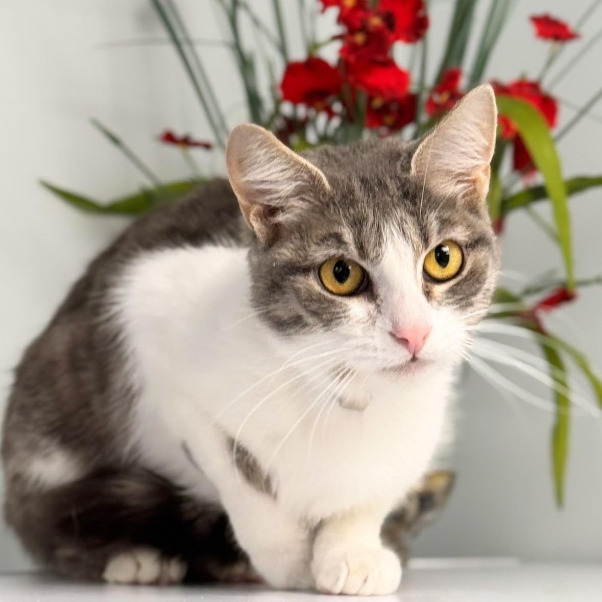 Enlarge Goldie, an adopted Domestic Short Hair in Syosset, NY image 1/1