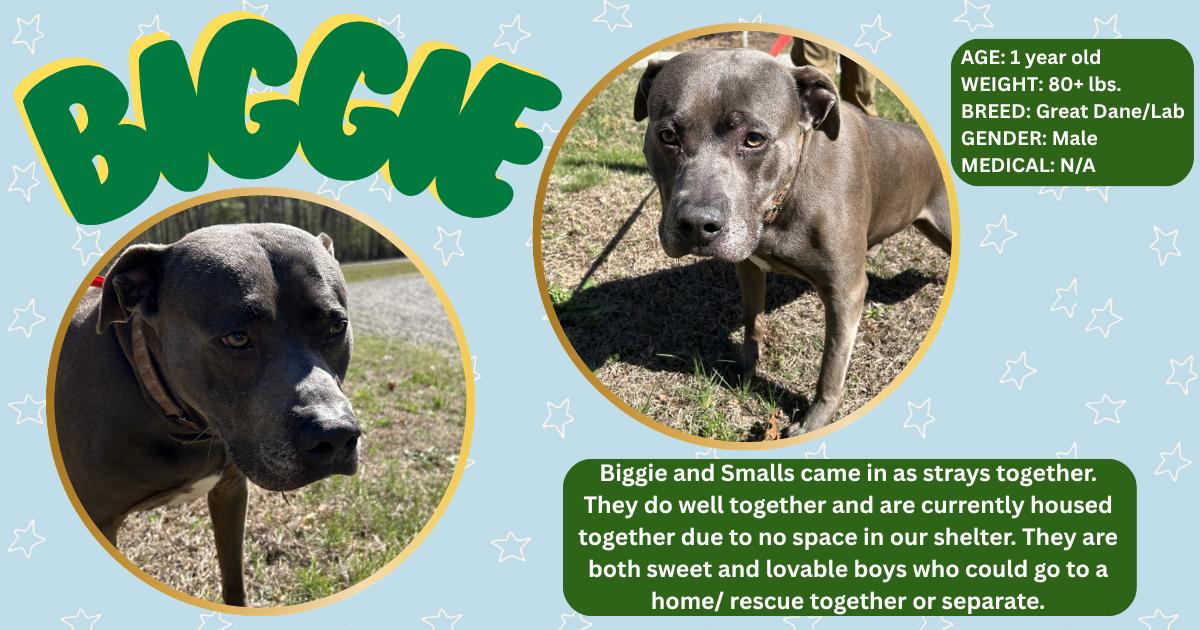 Enlarge Biggie , a ADOPTABLE Pit Bull Terrier in Powhatan, VA image 1/2