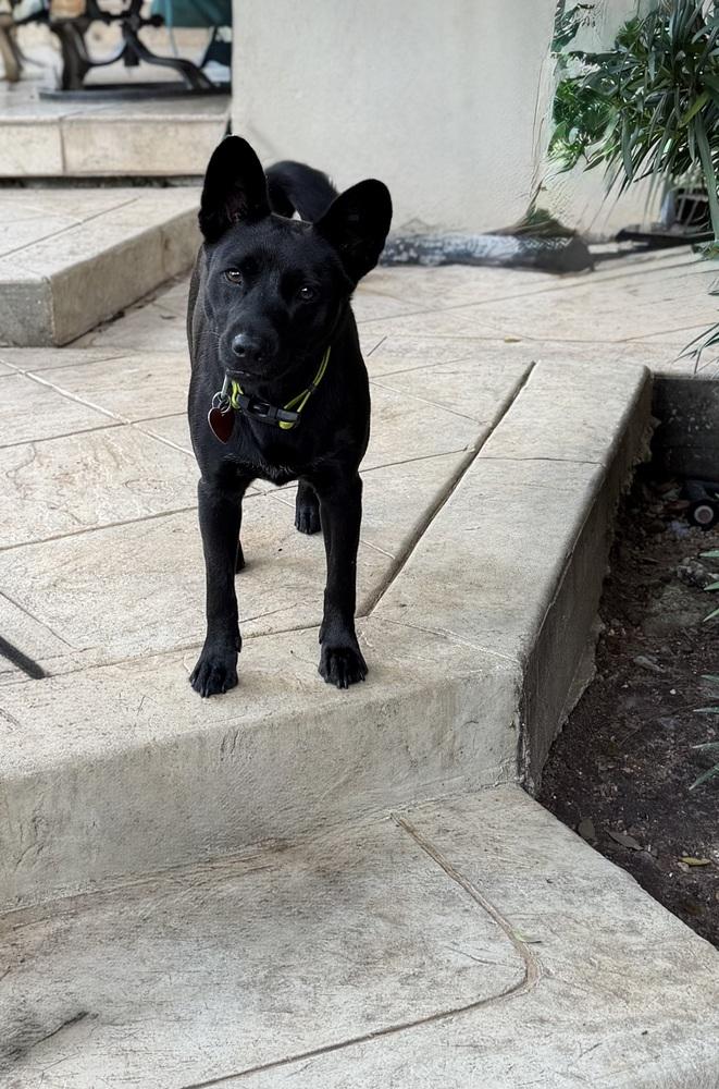 Bellagio, Adoptable, Adult Female Dachshund.
