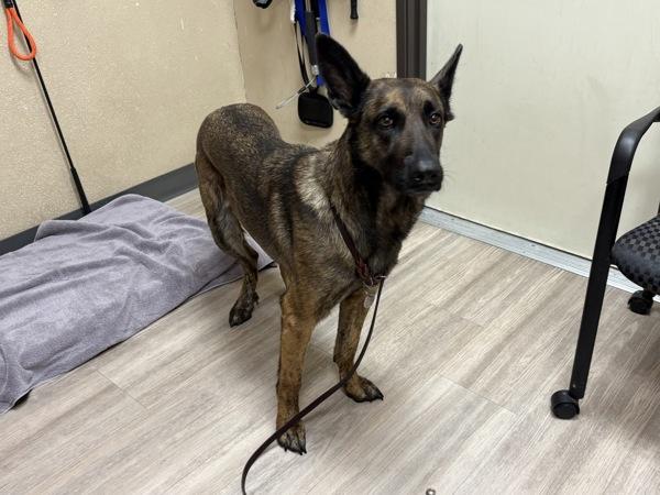 Enlarge Nesta, a Adoptable mixed breed in Oceanside, CA image 1/1