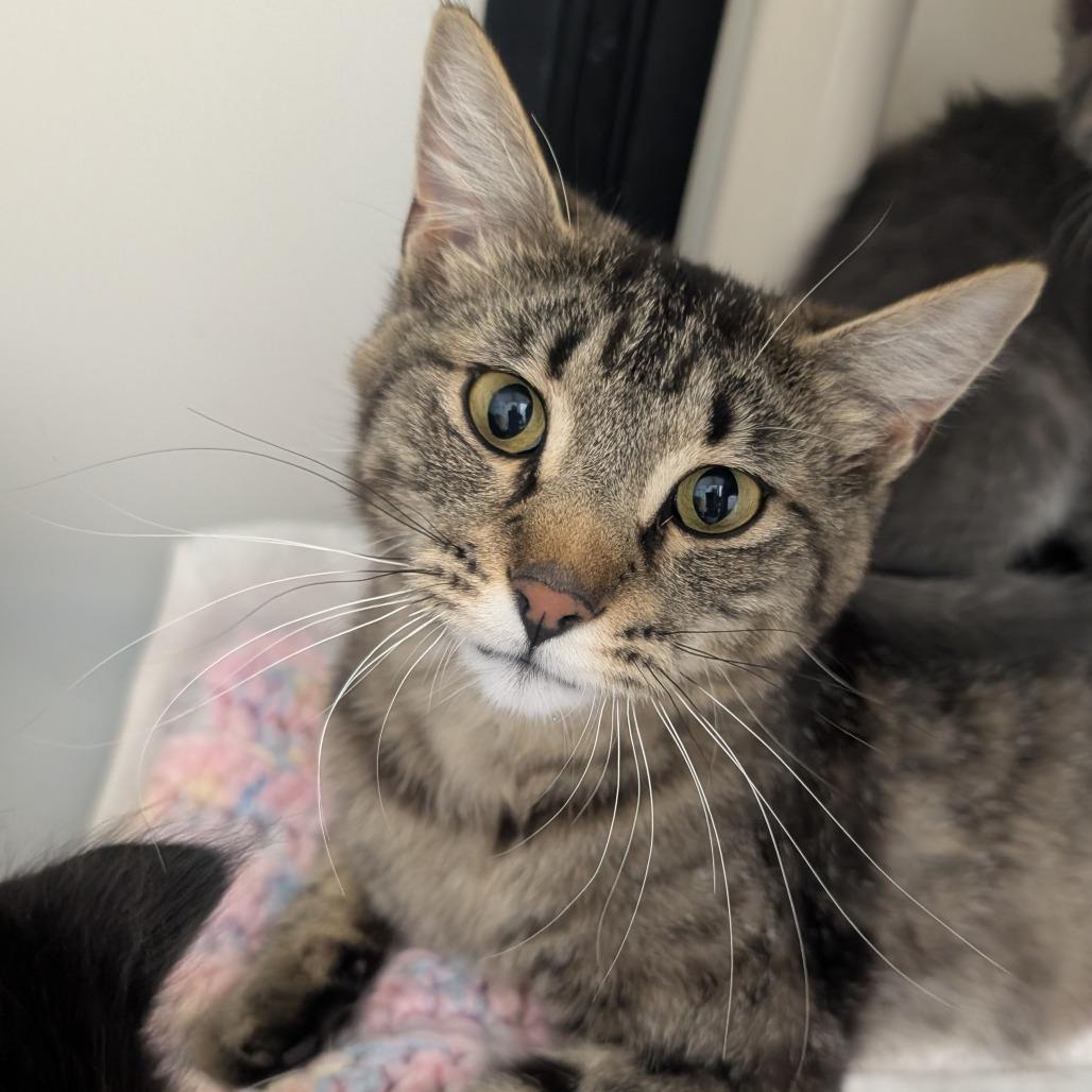 Piper, an adoptable Tabby in Ridgway, CO, 81432 | Photo Image 3