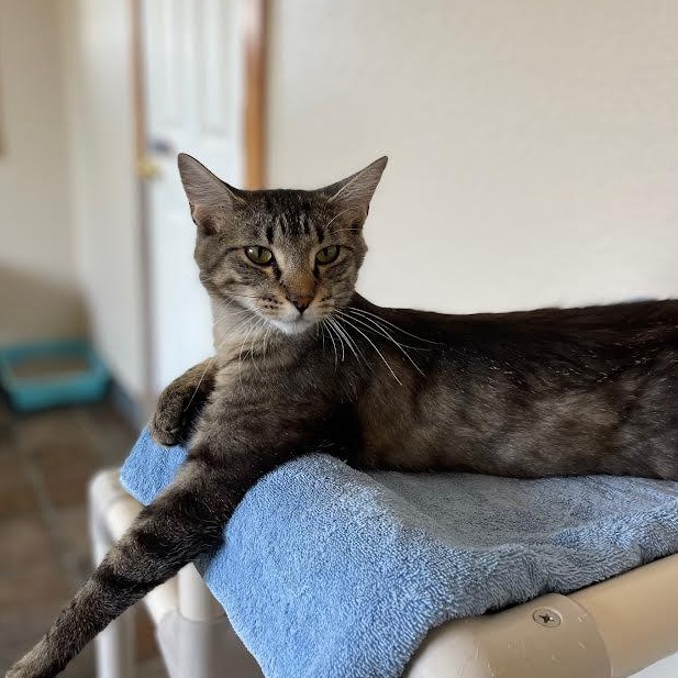 Piper, an adoptable Tabby in Ridgway, CO, 81432 | Photo Image 1