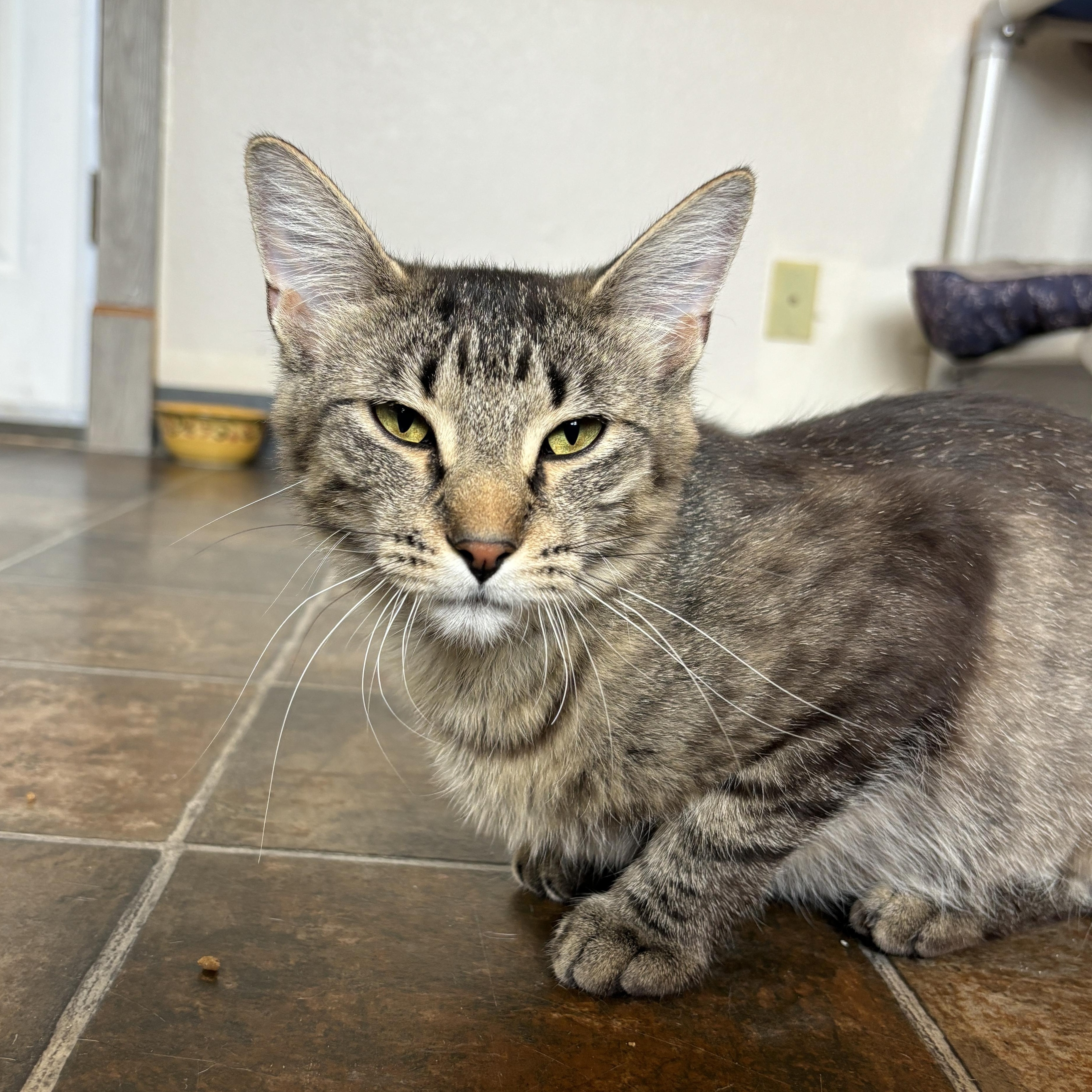 Piper, an adoptable Tabby in Ridgway, CO, 81432 | Photo Image 2