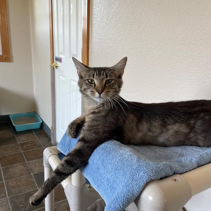 Piper, an adoptable Tabby in Ridgway, CO, 81432 | Photo Image 4