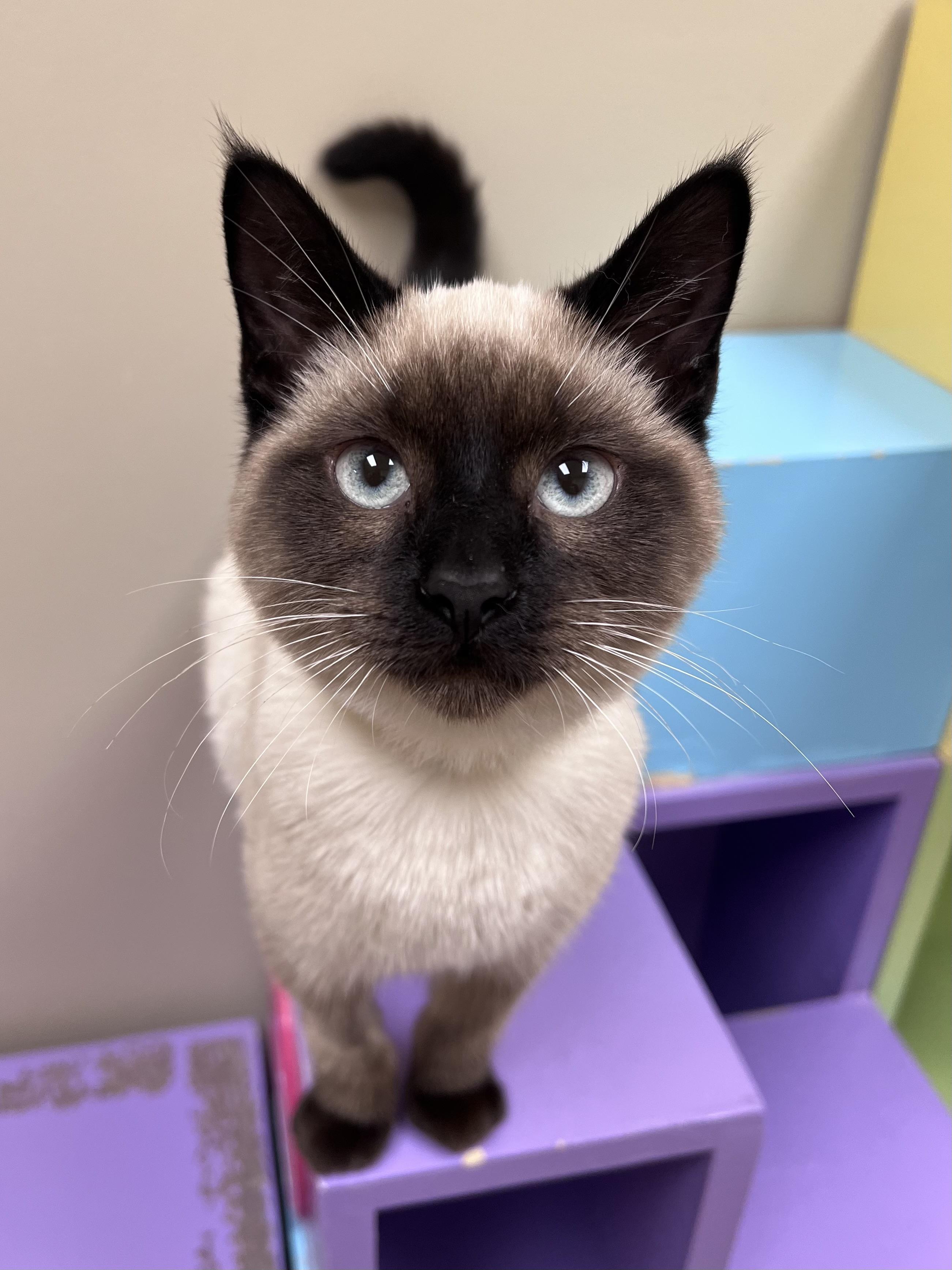 Enlarge Logan , an adopted mixed breed in Arlington Heights, IL image 1/1