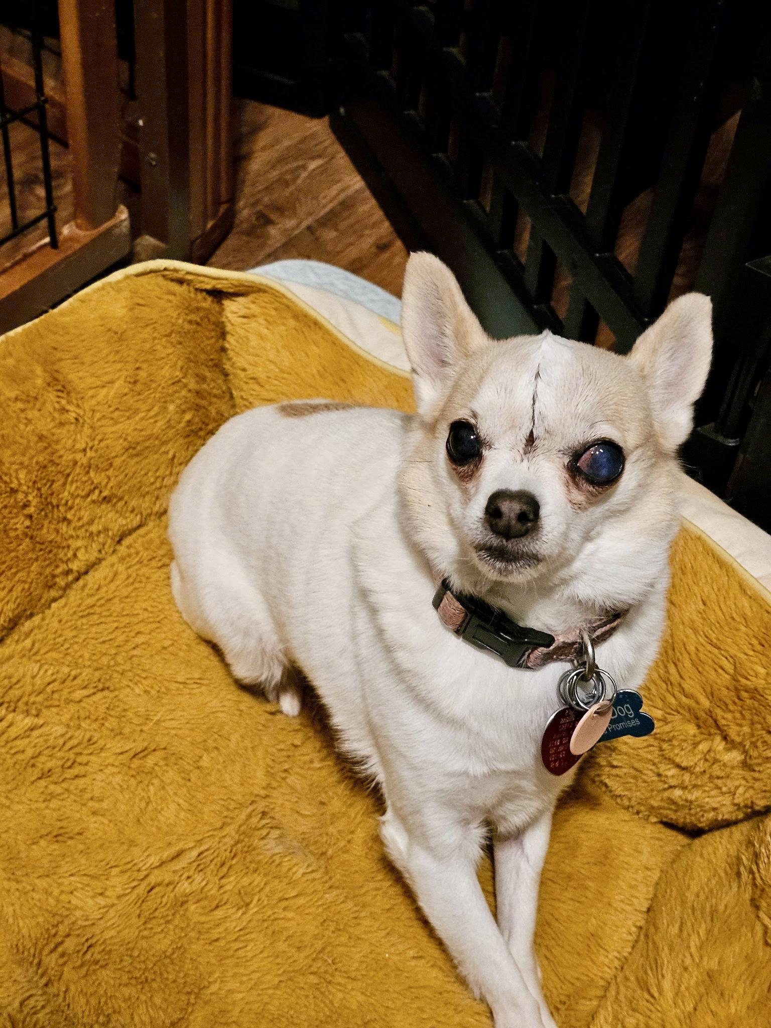 Enlarge Kai, a ADOPTABLE Chihuahua in Edmond, OK image 2/3