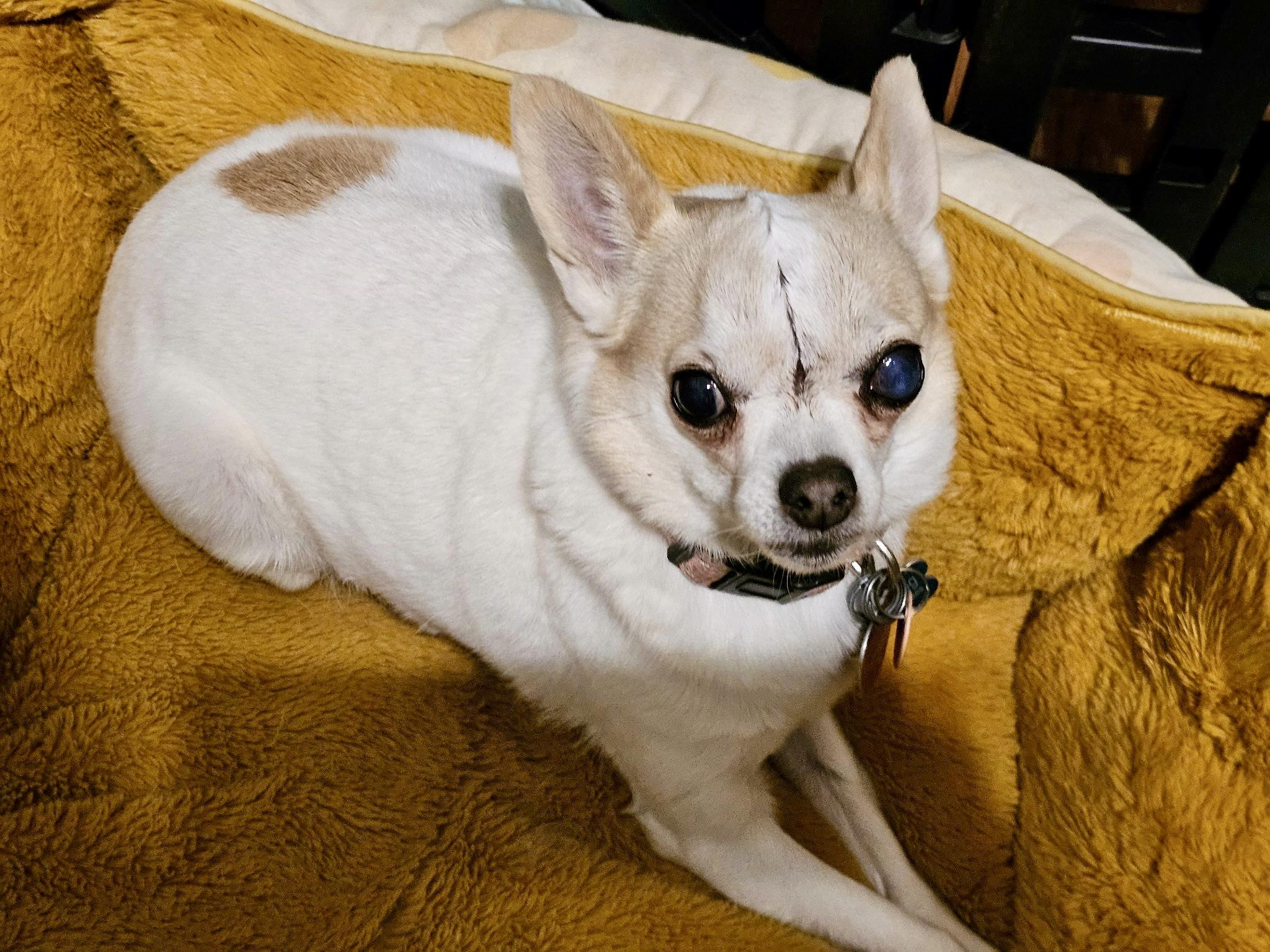 Enlarge Kai, a ADOPTABLE Chihuahua in Edmond, OK image 3/3