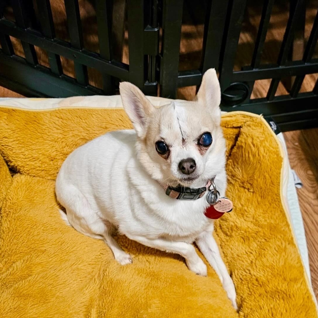 Kai, ADOPTABLE, Senior Female Chihuahua.