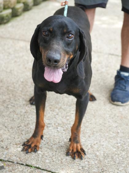 Popcorn- (HW+), Adoptable, Adult Male Black and Tan Coonhound & Mixed Breed.