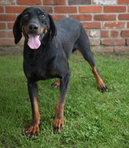 Enlarge Popcorn- (HW+), a Adoptable mixed breed in Bowling Green, KY image 2/3