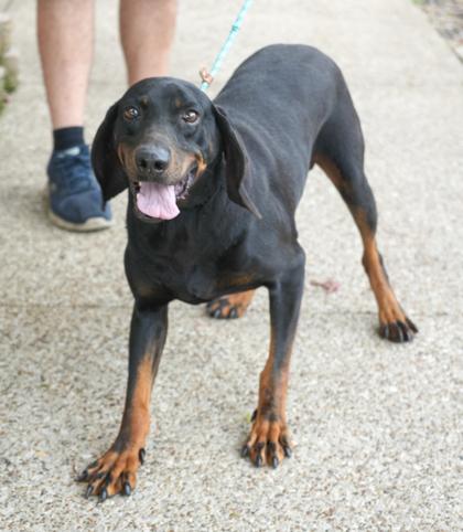 Enlarge Popcorn- (HW+), a Adoptable mixed breed in Bowling Green, KY image 3/3