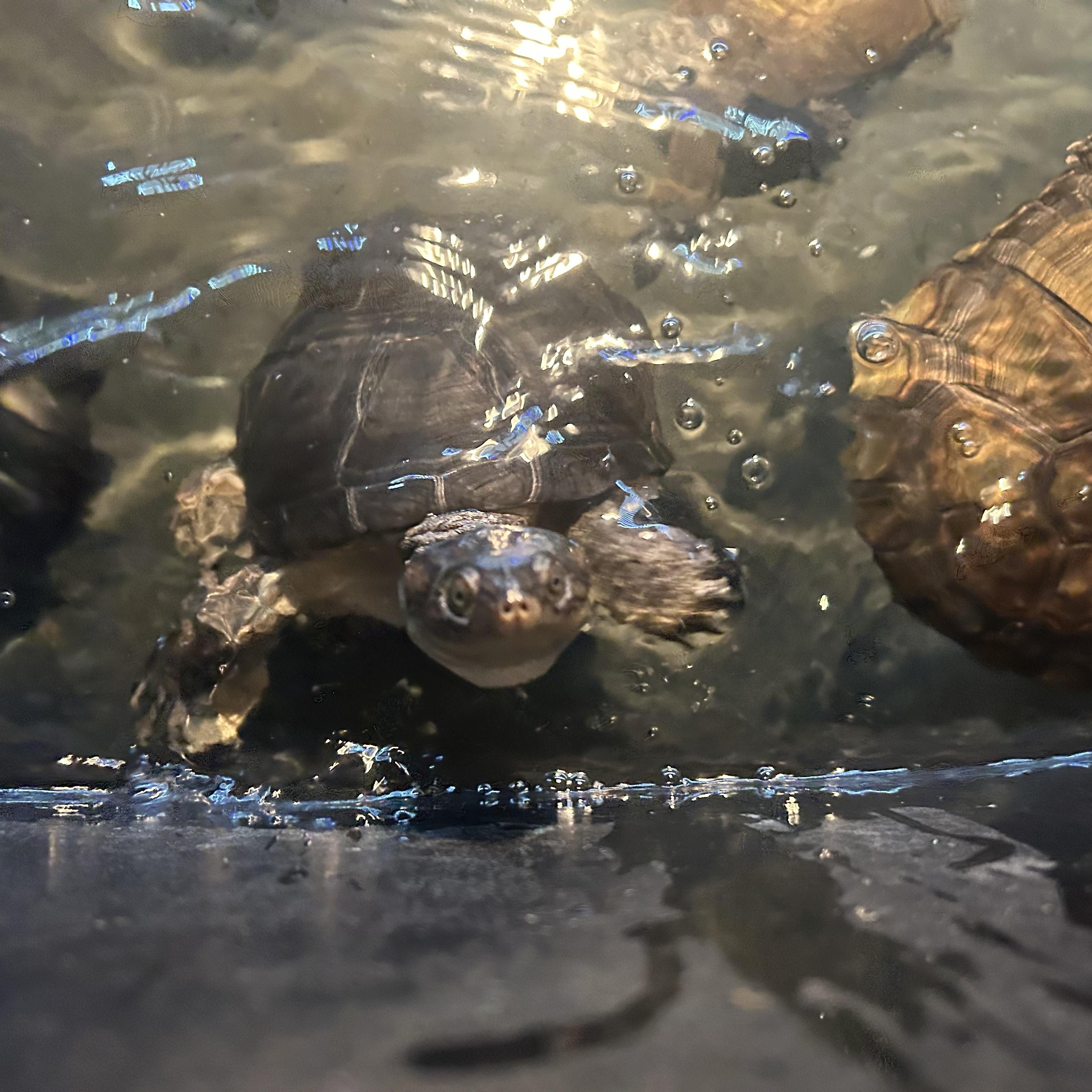 Bobby, Adoptable, Adult Unknown Turtle.