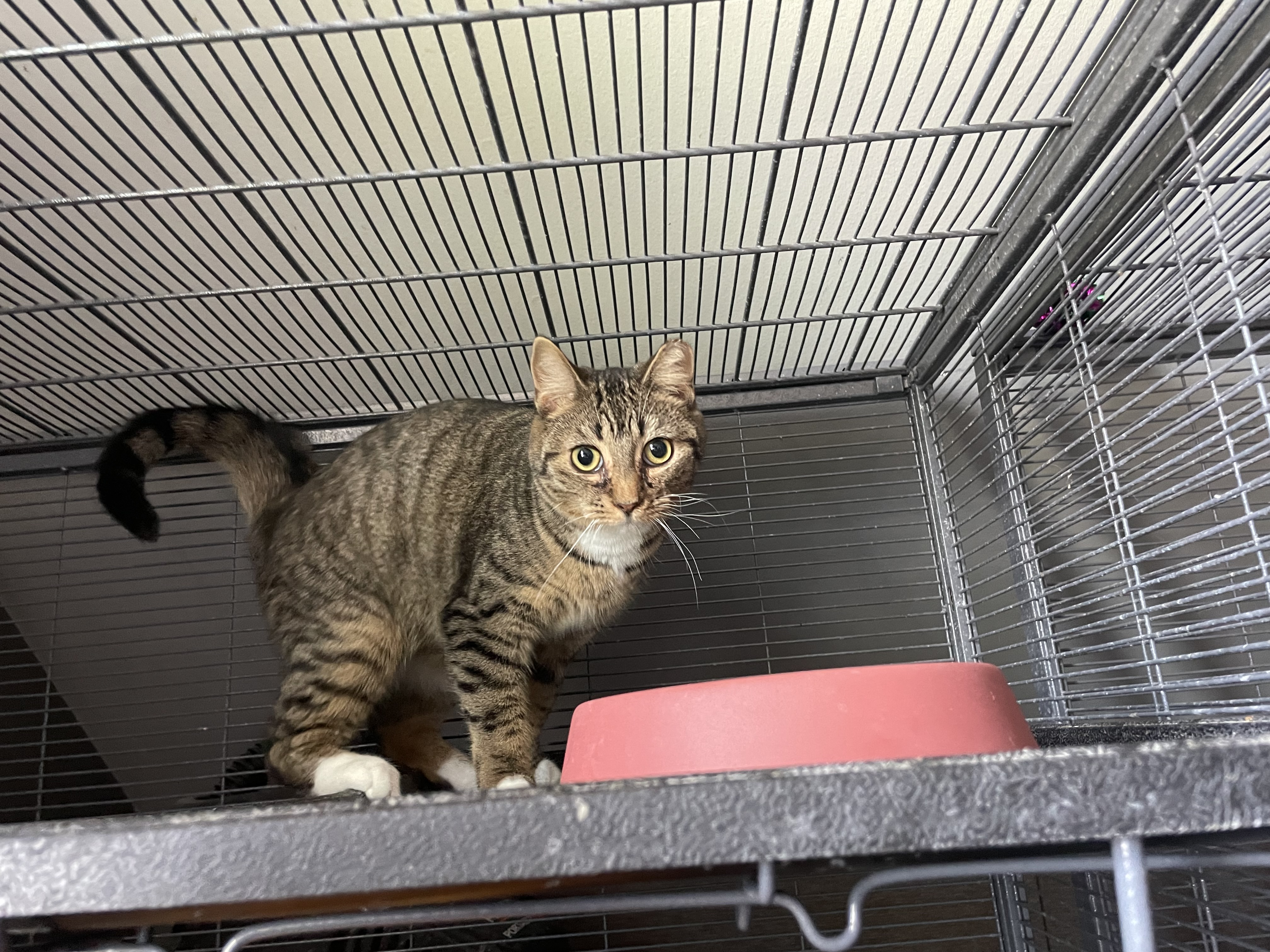 Enlarge TC, a Adoptable Domestic Short Hair in Holly, MI image 2/2