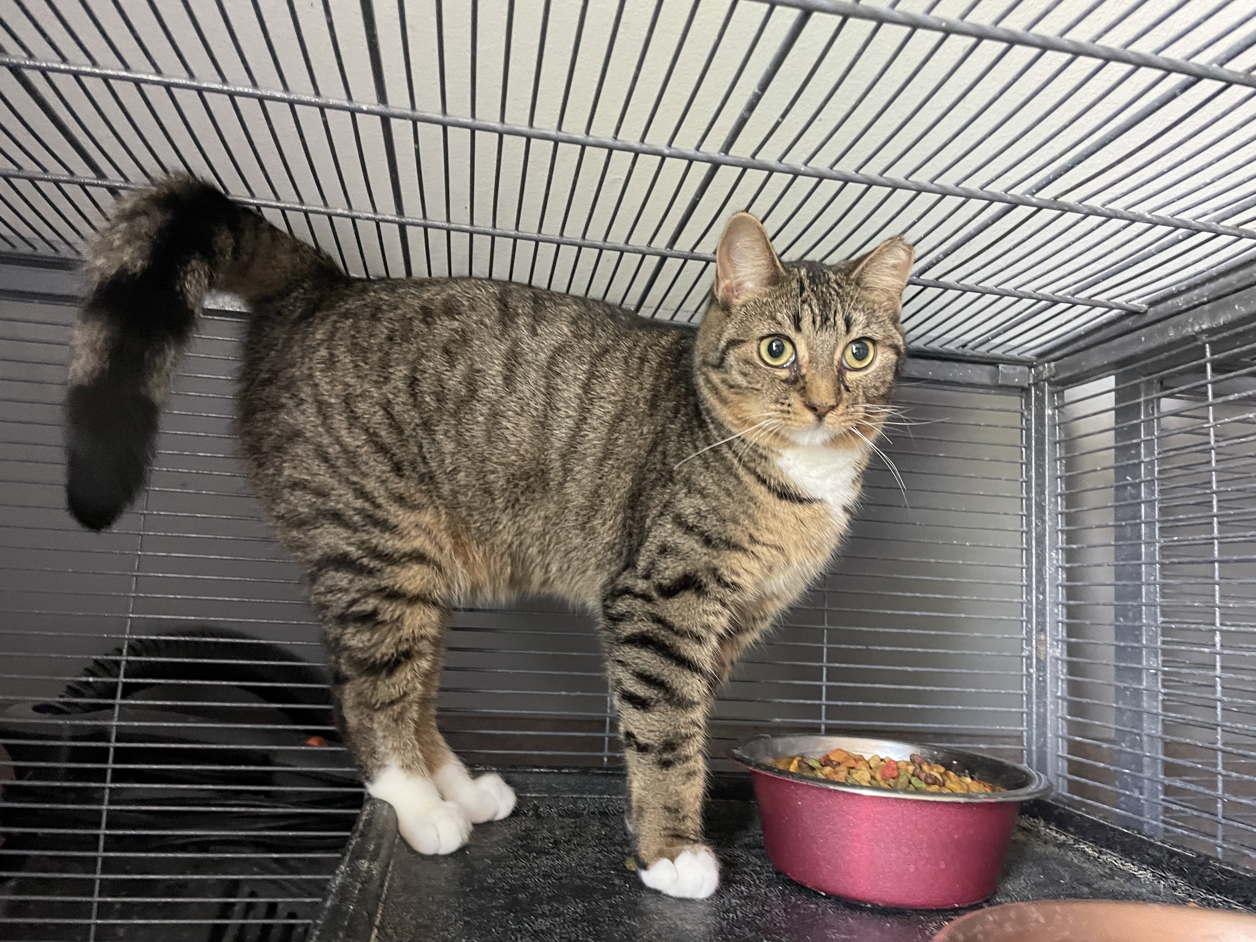 TC, Adoptable, Young Female Domestic Short Hair.