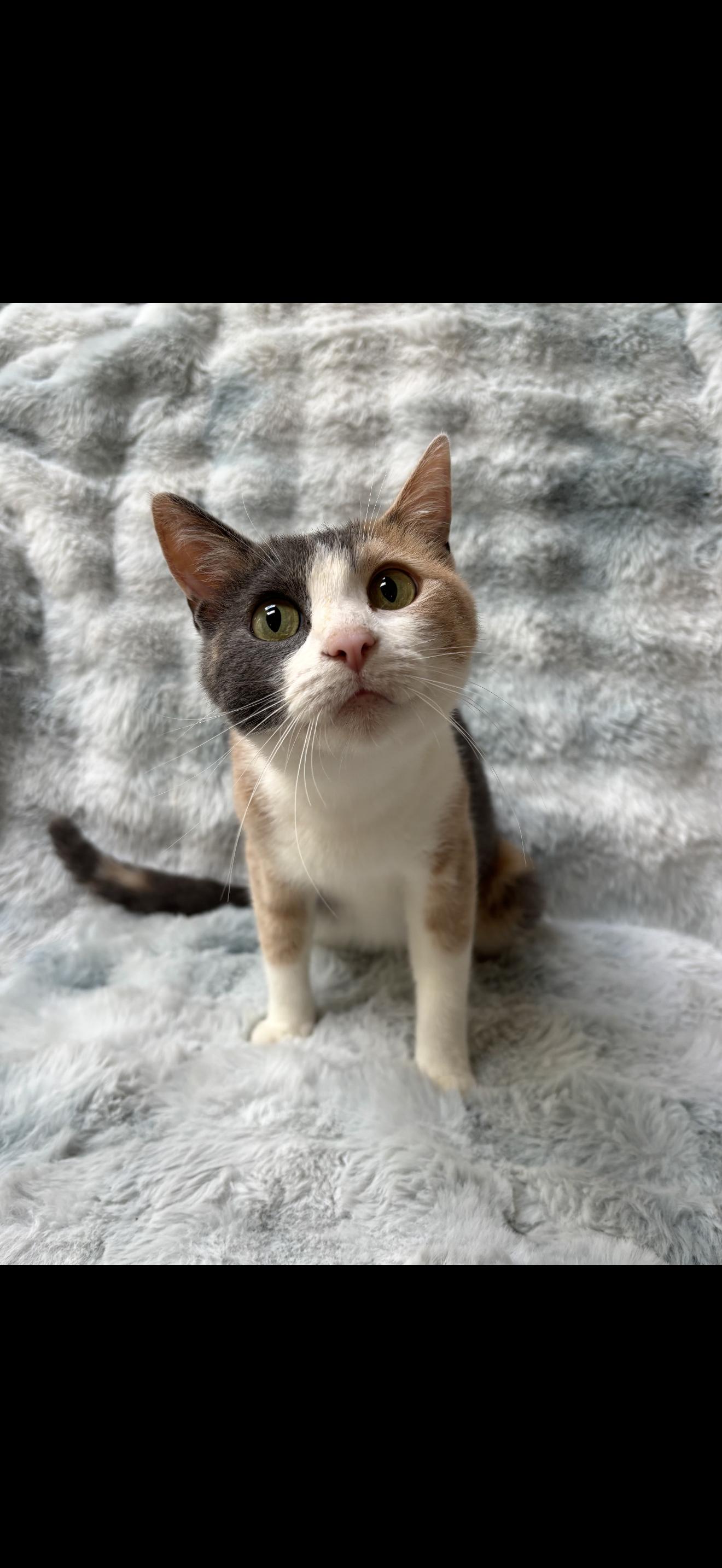 Smore, Adoptable, Adult Female Dilute Calico.