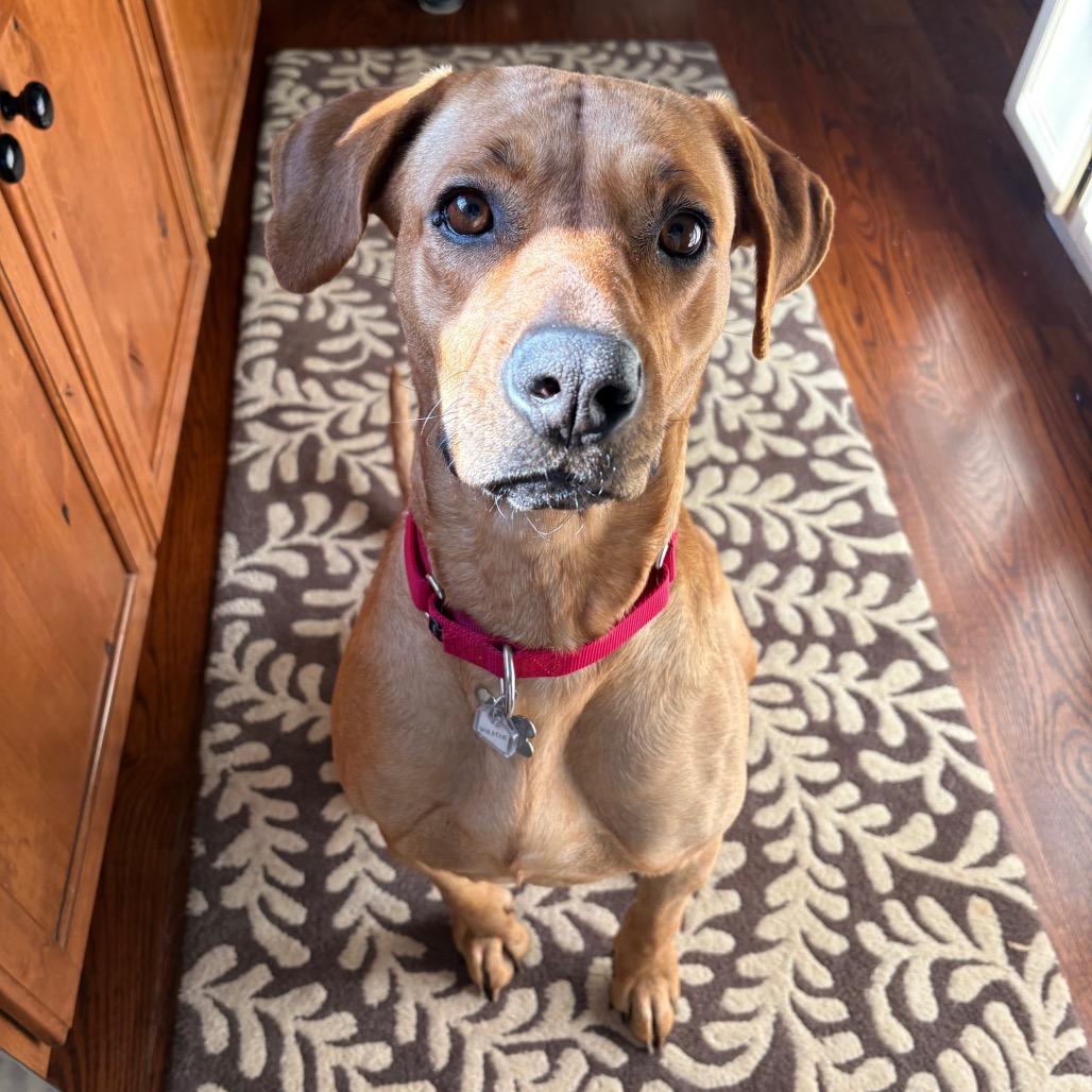 Enlarge Miracle, a Adoptable mixed breed in Falls Church, VA image 1/5