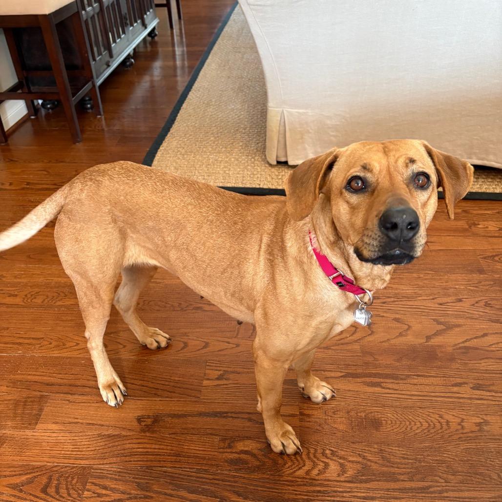 Enlarge Miracle, a Adoptable mixed breed in Falls Church, VA image 2/5