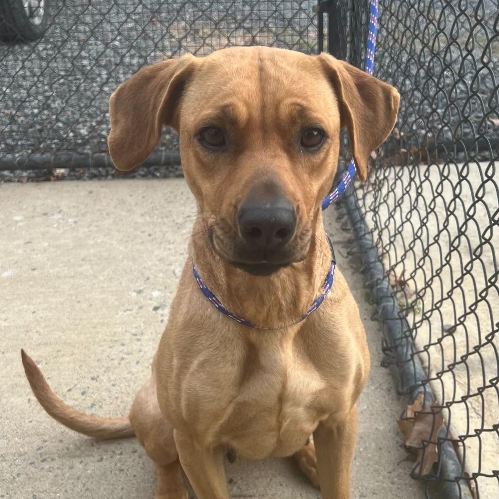 Enlarge Miracle, a Adoptable mixed breed in Falls Church, VA image 3/5