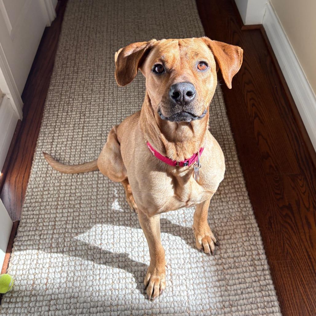 Enlarge Miracle, a Adoptable mixed breed in Falls Church, VA image 4/5