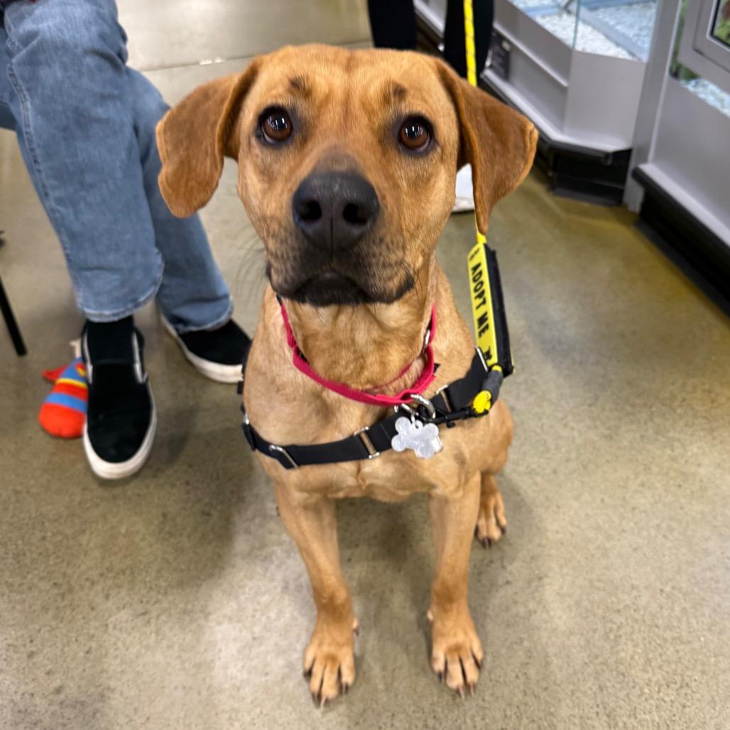 Enlarge Miracle, a Adoptable mixed breed in Falls Church, VA image 5/5