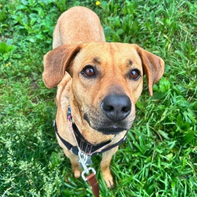 Enlarge Miracle, a Adoptable mixed breed in Falls Church, VA image 6/6