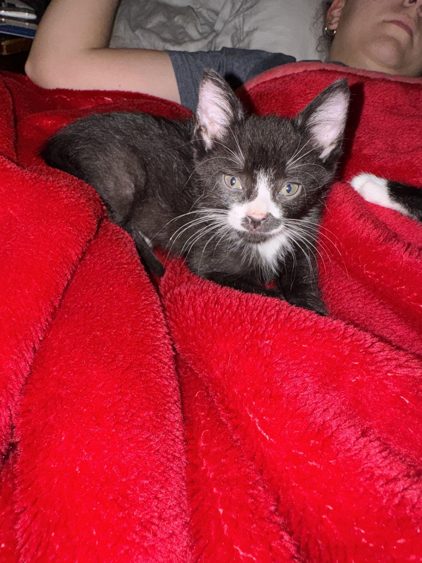 Bert, Adoptable, Young Male Domestic Short Hair.
