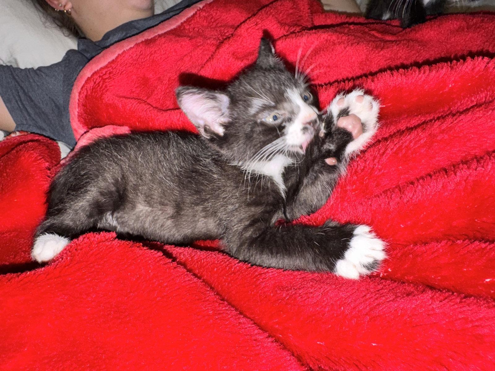 Bert, a Adoptable Domestic Short Hair in Orlando, FL image 2/3