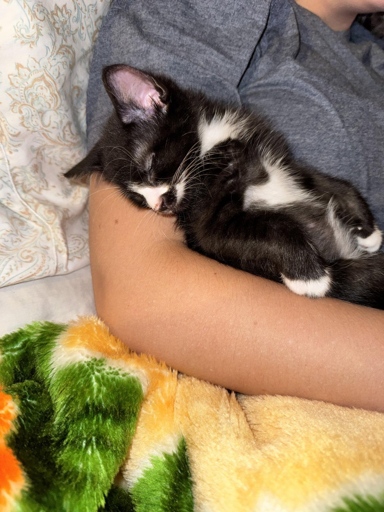 Bert, a Adoptable Domestic Short Hair in Orlando, FL image 3/3