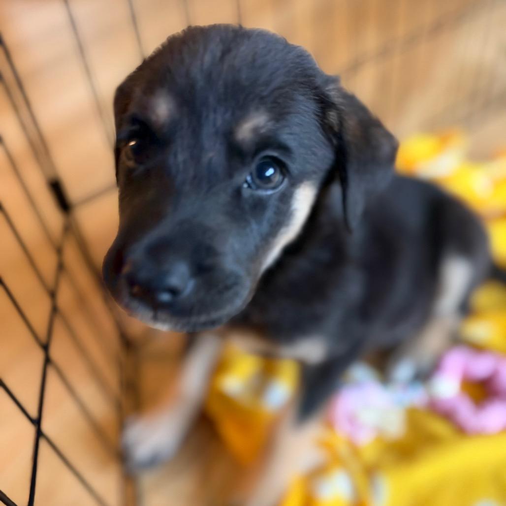 Enlarge Doug, a Adoptable mixed breed in Peculiar, MO image 1/6