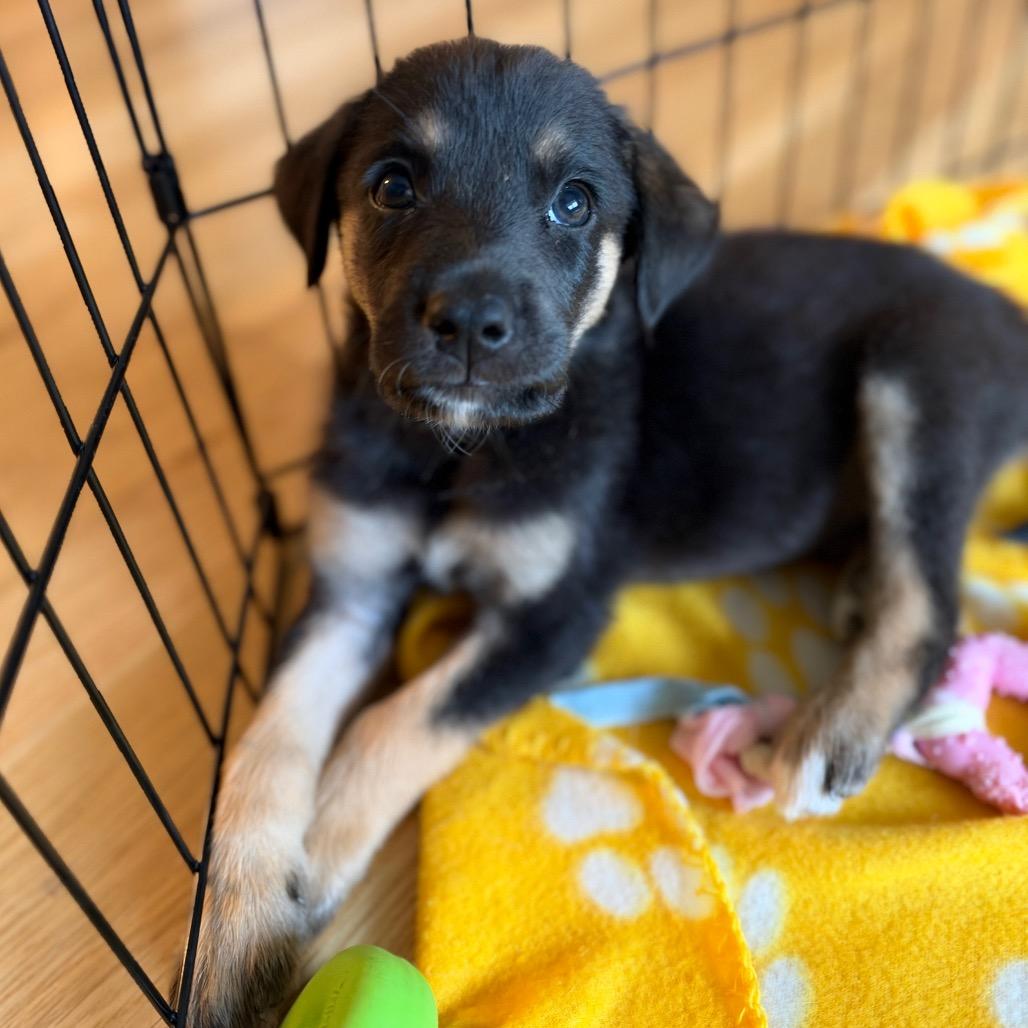 Enlarge Doug, a Adoptable mixed breed in Peculiar, MO image 3/6