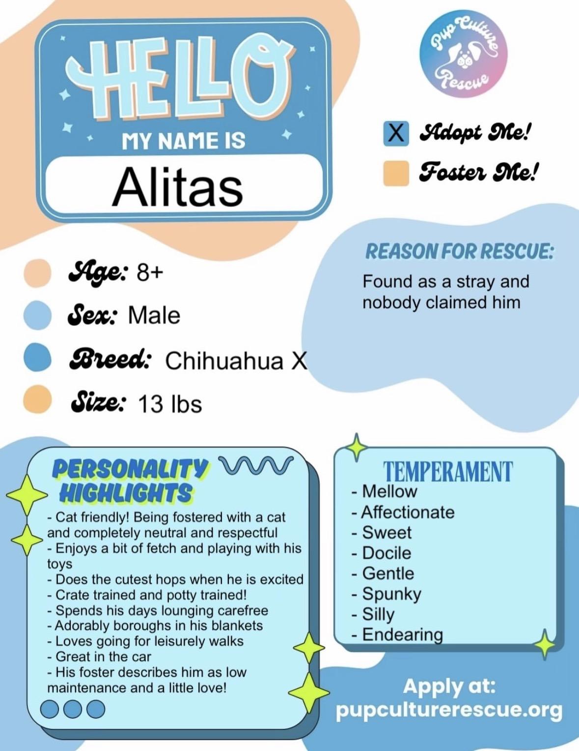 Enlarge Alitas, a Adoptable mixed breed in Pasadena, CA image 2/6