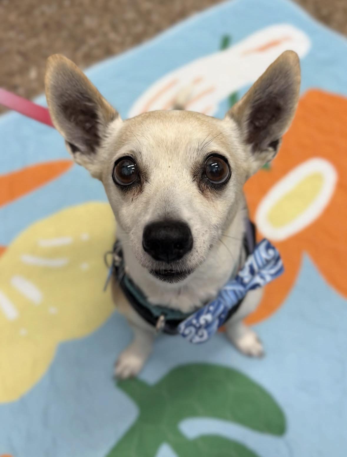 Alitas, Adoptable, Senior Male Chihuahua.