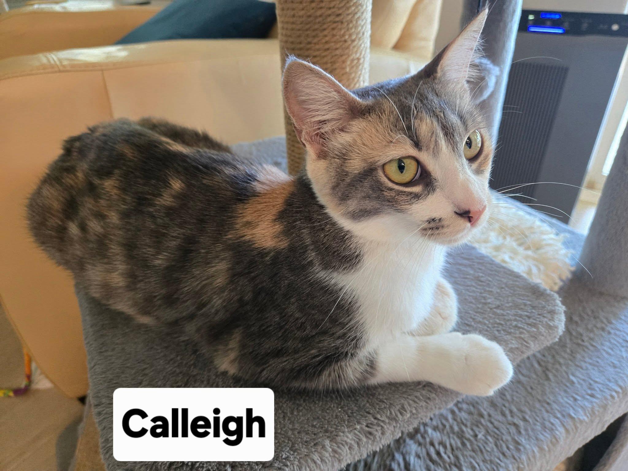 Calleigh, a ADOPTABLE Dilute Calico in Honolulu, HI image 3/6
