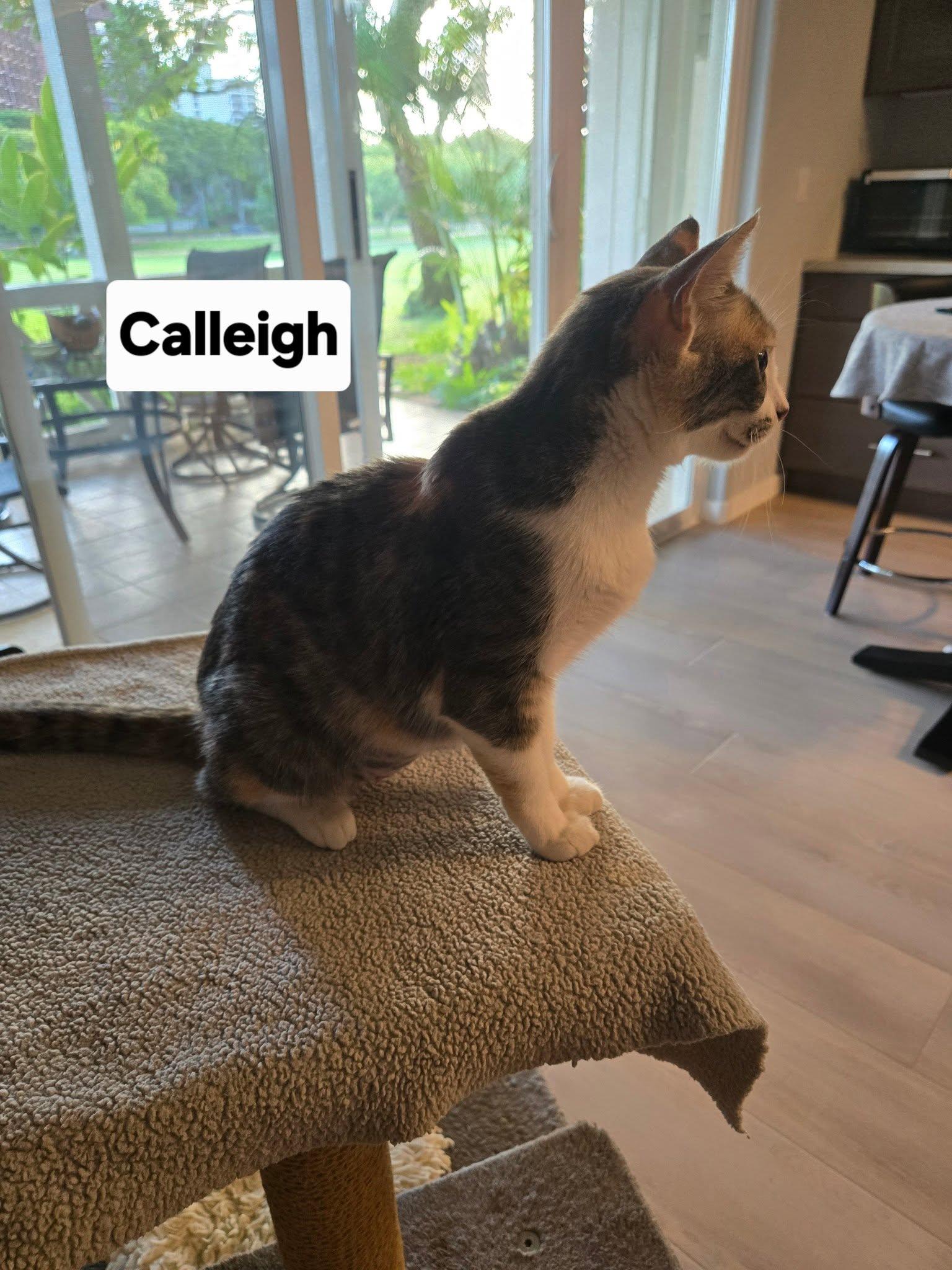 Calleigh, a ADOPTABLE Dilute Calico in Honolulu, HI image 5/6